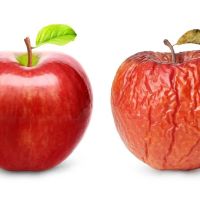 Ocean Dermatology ico