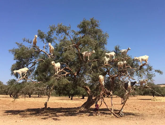 Liquid~Moon Skincare Picture 8