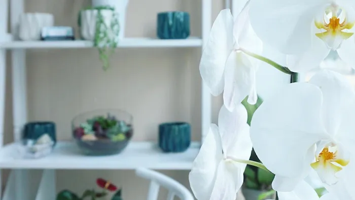 Dana V. Esthi Picture 2