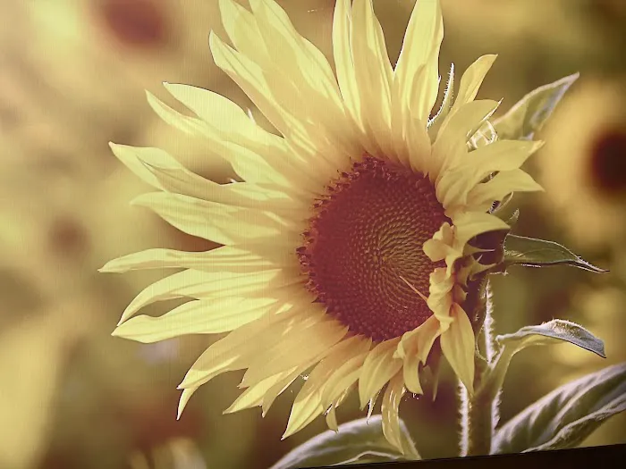 Skin Sanctuary Professional skincare Picture 3