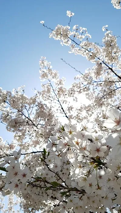 SBEAUTYCENTER Picture 3