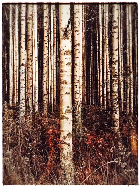 Birch Tree Esthetics Picture 7