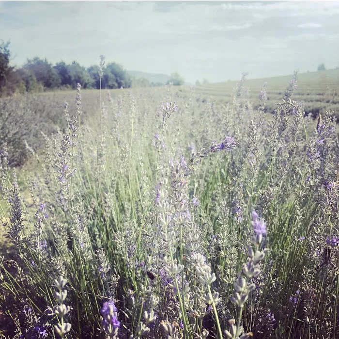Lavender Mint Aesthetics Picture 3
