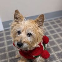 Voguecare Electrolysis & Skin Care ico