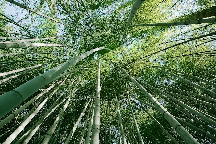 Sage Skincare Picture 9