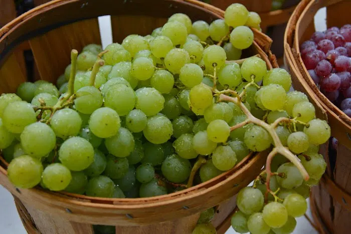 Organic Skin Clinic Picture 4