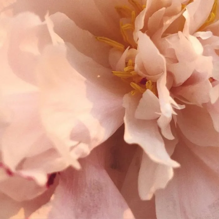 Oren Beauty Skin Care Picture 5