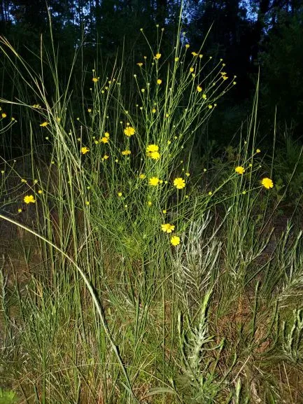 Healing Touch Skin Care Services Picture 4