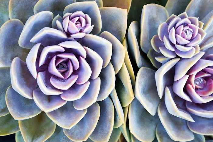 Desert Alchemy Skincare Picture 2