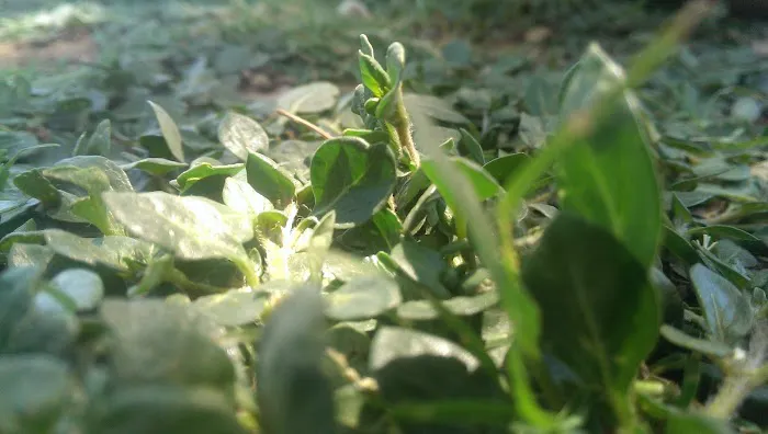 Golden Apple Medicine Picture 1