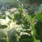 Golden Apple Medicine