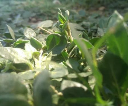 Golden Apple Medicine