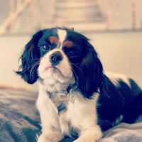 Mais Oui Skincare ico