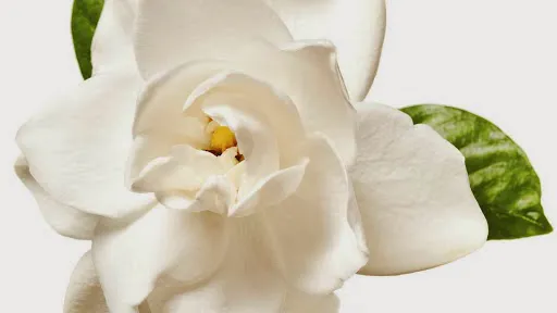 Blossom Facial Boutique Picture 1