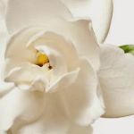 Blossom Facial Boutique