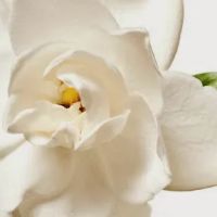 Blossom Facial Boutique ico