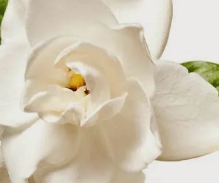 Blossom Facial Boutique