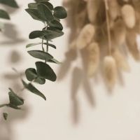 Holistic Skin Remedy ico