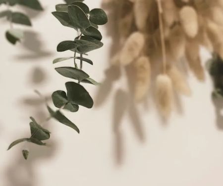 Holistic Skin Remedy