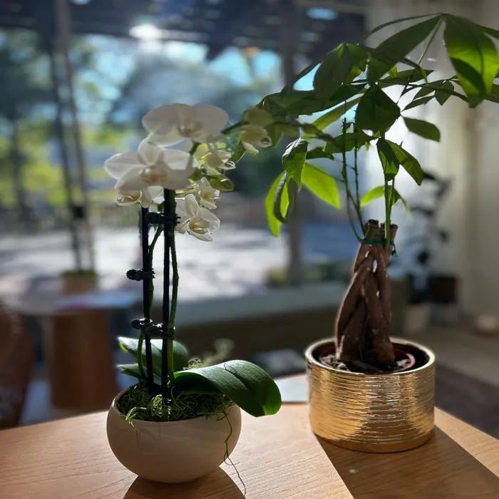 Charis Skin Care Picture 5