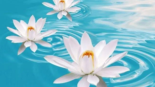 Pro Skincare By Hope Picture 7