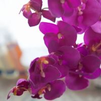 Everygirl Skincare and Acne Clinic ico