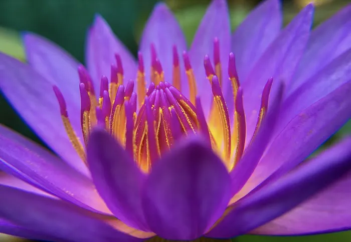 Opal Noelle Picture 2