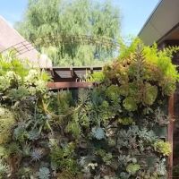 Canyon Ranch Aesthetics ico