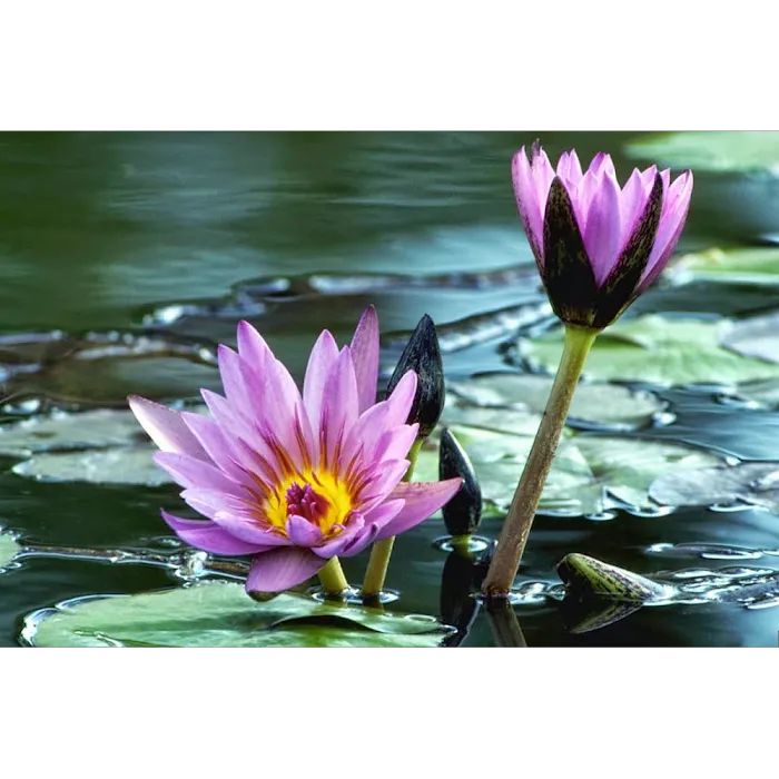 Nodine Janet L, CNM, MSN Picture 4