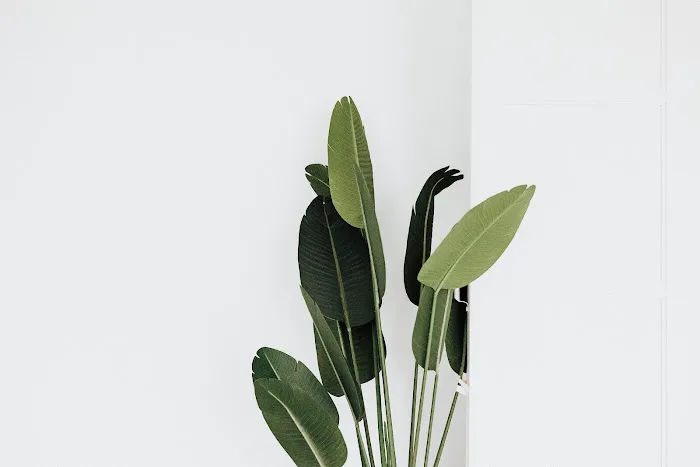 Jord Aesthetics Picture 1