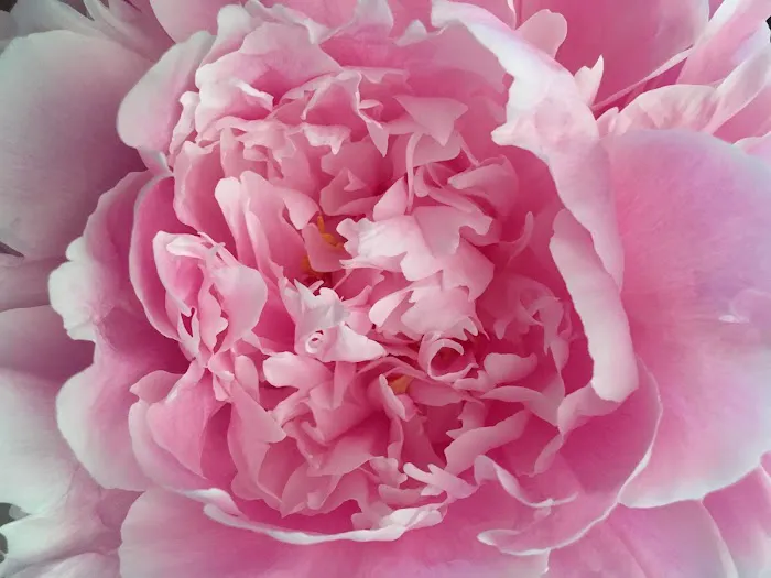 Peony Skincare and Waxing Studio Picture 1