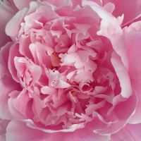 Peony Skincare and Waxing Studio ico