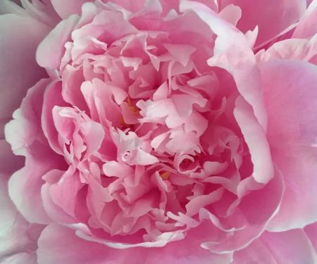 Peony Skincare and Waxing Studio