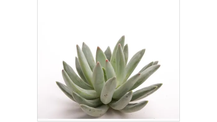 Oh Sweet Skincare Picture 2