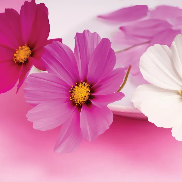 A Beautiful Face and Skin Care LLC Picture 9