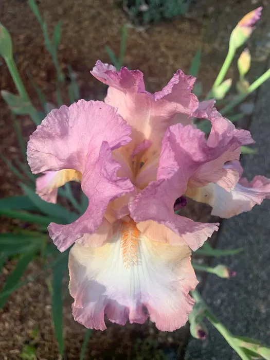 Bloom (Bloom Olympia) Picture 9