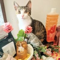 AVON PRODUCTS/ DINA GARCIA ico