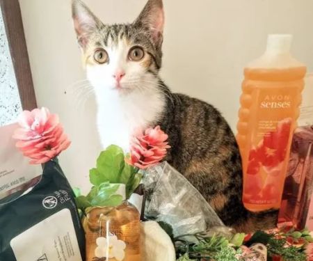 AVON PRODUCTS/ DINA GARCIA