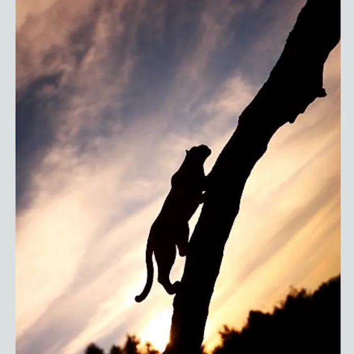 Skincare Center PANTHER CHARMING by Olga Smith LLC Co Picture 6