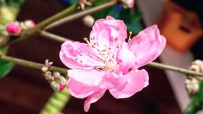 Lashes and brows beauty Picture 2