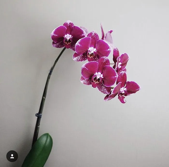 Camille Fields-Restorative Skin Therapy Picture 4