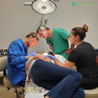 Mole Removal Orange County ico