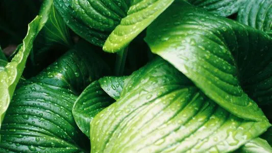 Pelle Belle Esthetics Picture 2