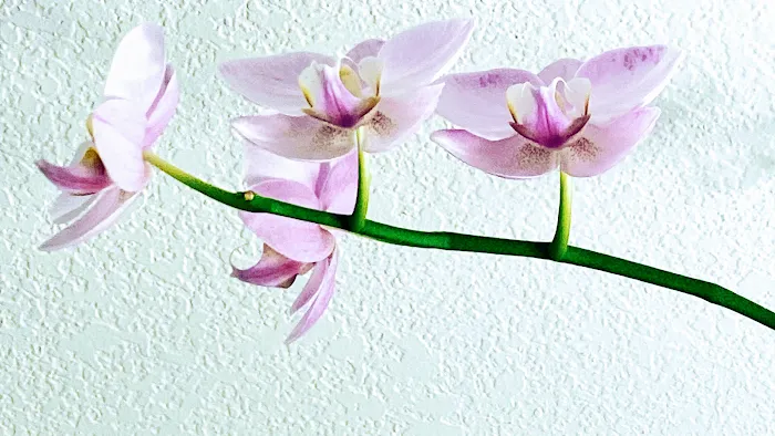 Skintalize Picture 9