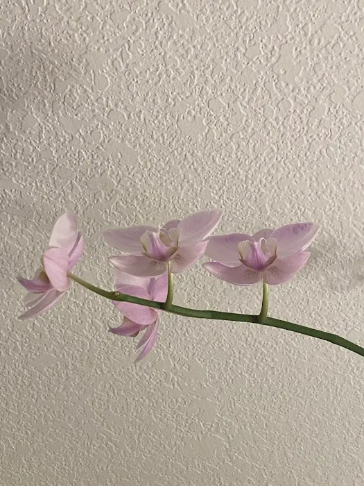 Skintalize Picture 10