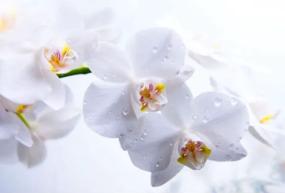 Everlasting Skincare Picture 2