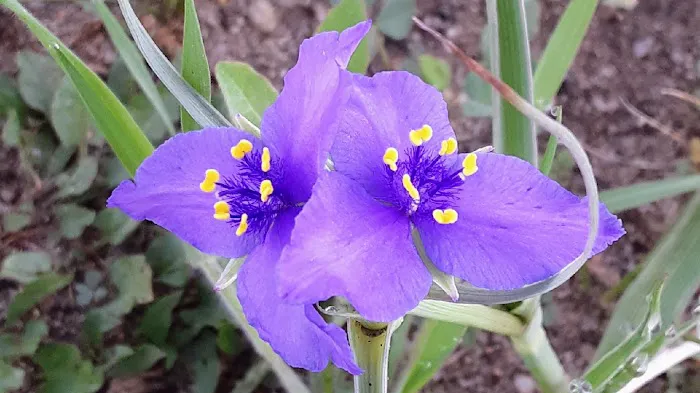 Serene Proskin Picture 6