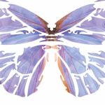 The Colorado Laser Clinic