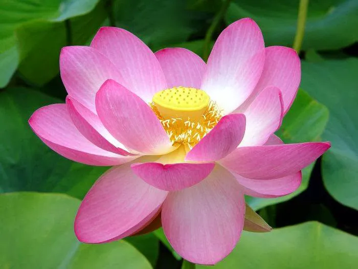 Renew Organic Skin Spa Picture 1