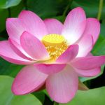 Renew Organic Skin Spa